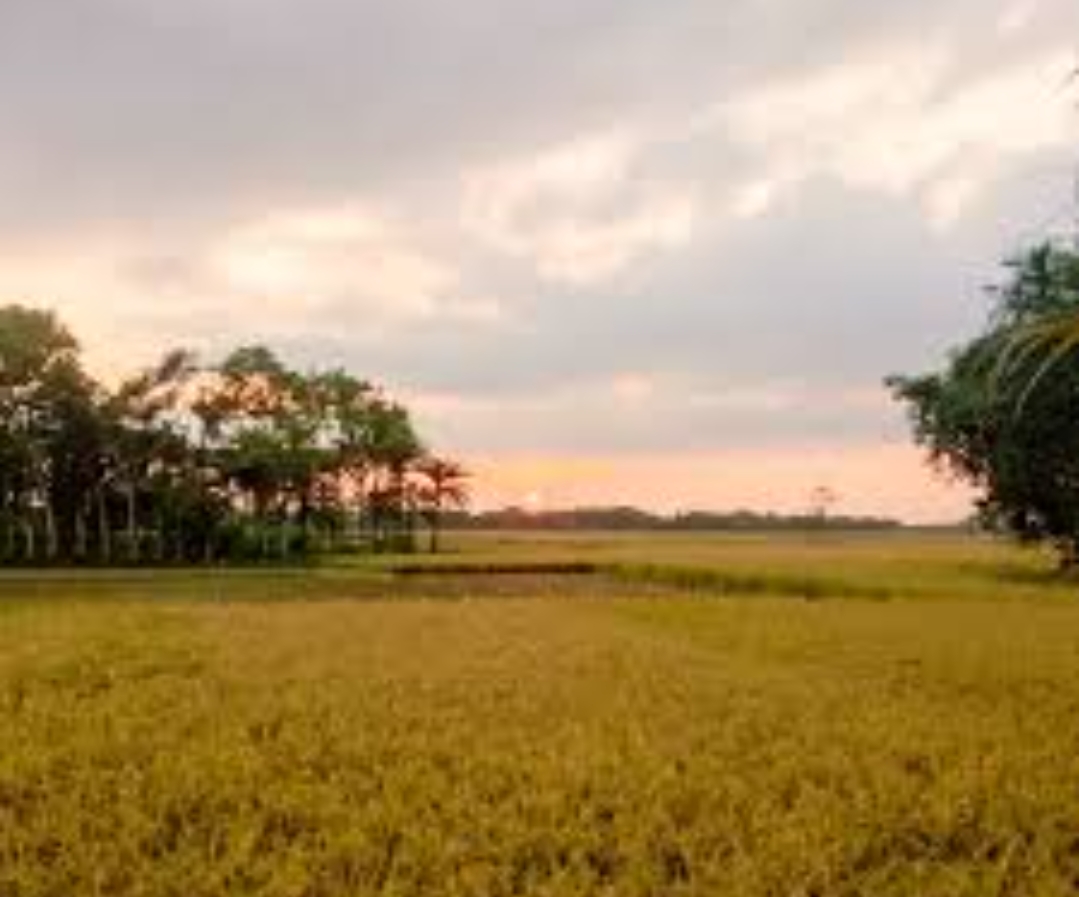 Golden Afternoon