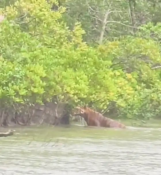 Sundarbans at the Hilsa Festival