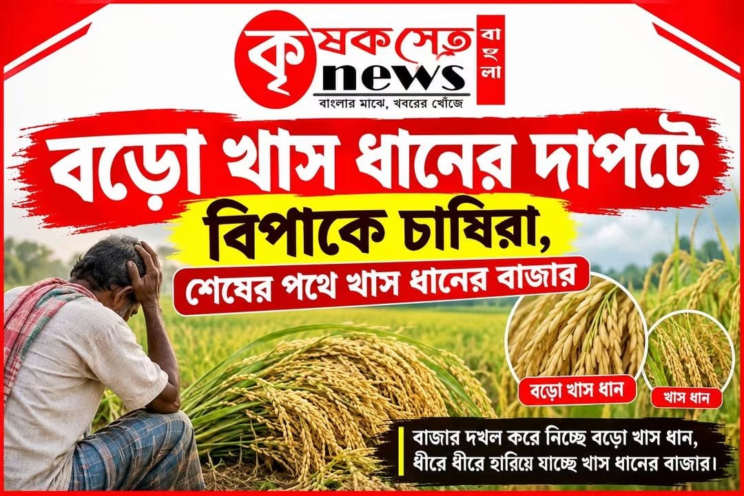 বড়ো খাস ধানের দাপটে বিপাকে চাষিরা, শেষের পথে খাস ধানের বাজার